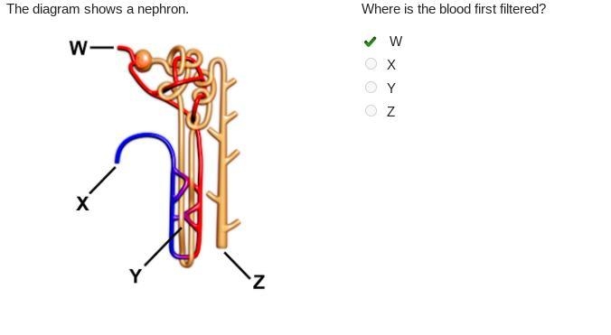 The diagram shows a nephron. A nephron. W points to branch of renal artery. X points-example-1