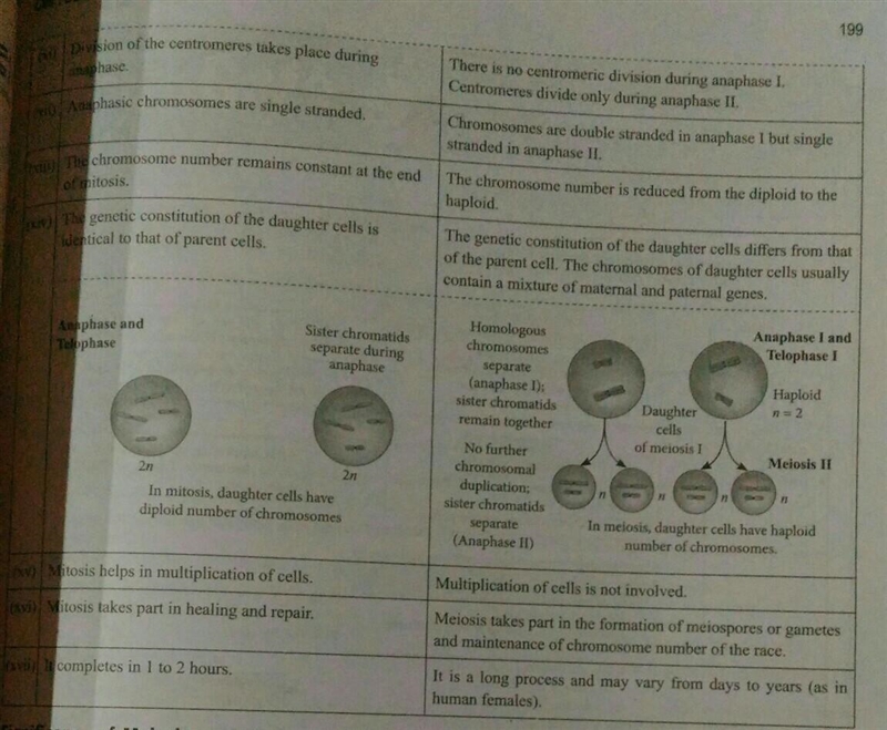 The difference between mitosis and meiosis​-example-2