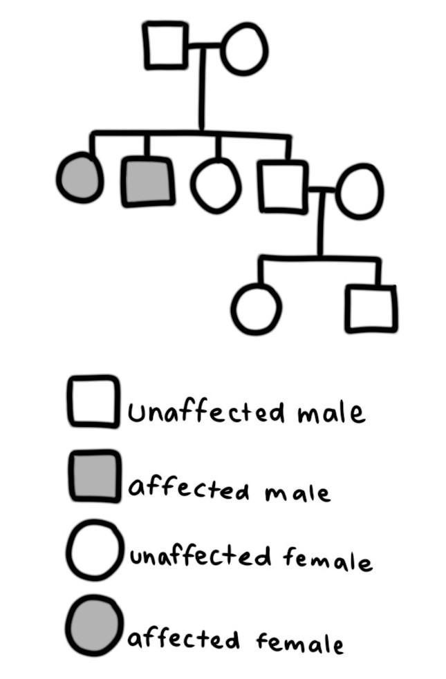 Part One: Family Pedigree Instructions: Use the information provided below to draw-example-1