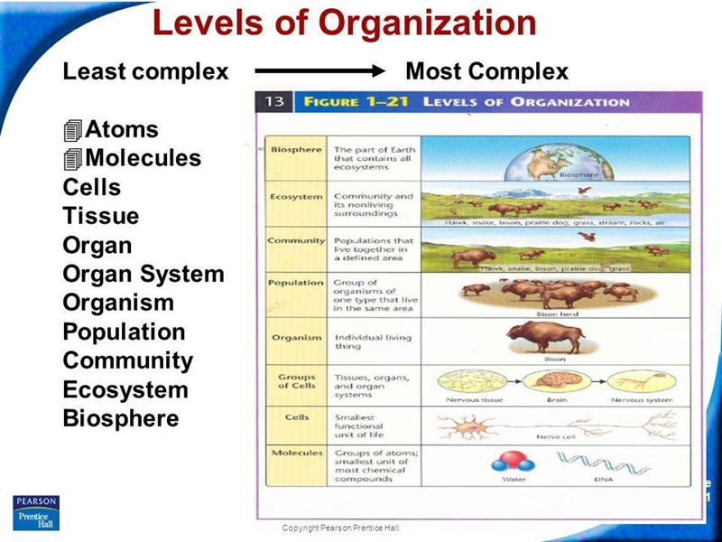 What is an organ system? Include examples for both plants and animals.-example-1