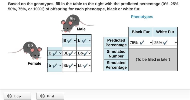 Based on the genotypes, fill in the table to the right with the predicted percentage-example-1