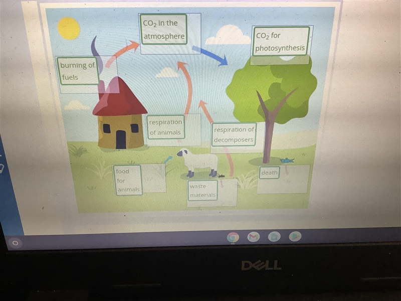 Identify the missing parts of the carbon cycle.-example-1