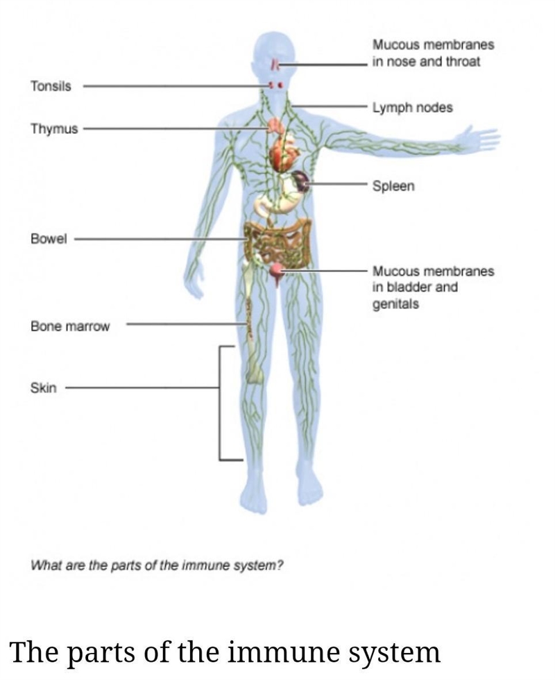 Name and explain each lymph organ.-example-1