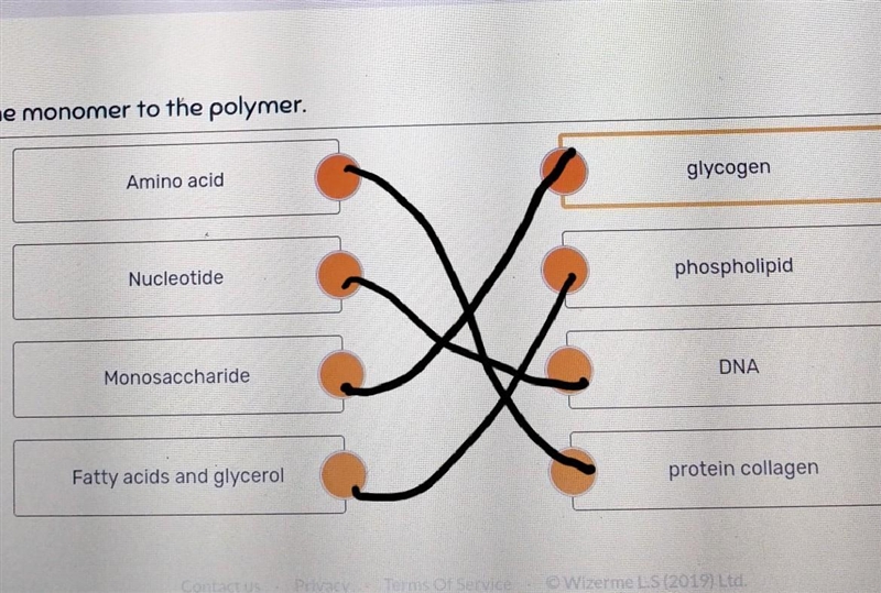 PLEASE HELP Match the monomer to the polymer. A.Amino acid B.glycogen C. Nucleotide-example-1