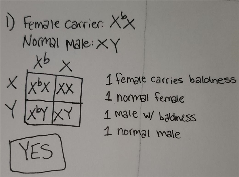 1. Show the possible outcomes if a women who is a carrier for baldness has children-example-1