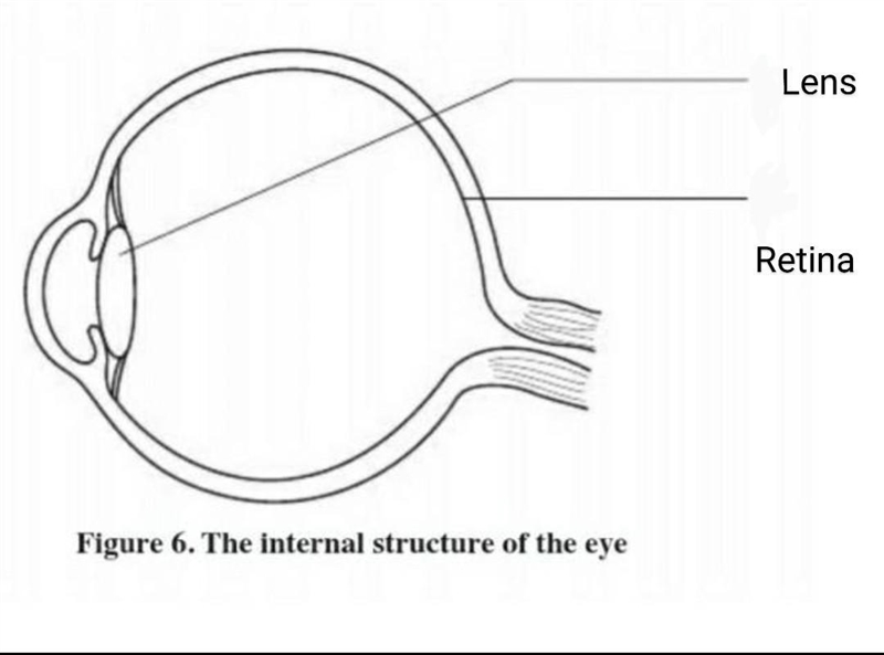 Label the eye, thank you​-example-1