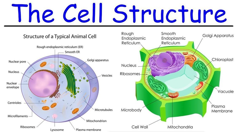 Identify the structures in the cell-example-1