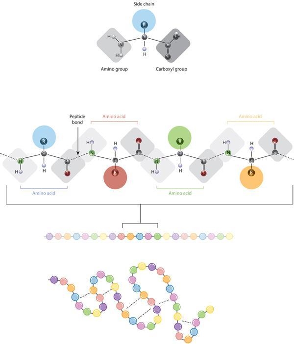 What are proteins made of? * sugars glycerol and fatty acids amino acids nucleotides-example-1