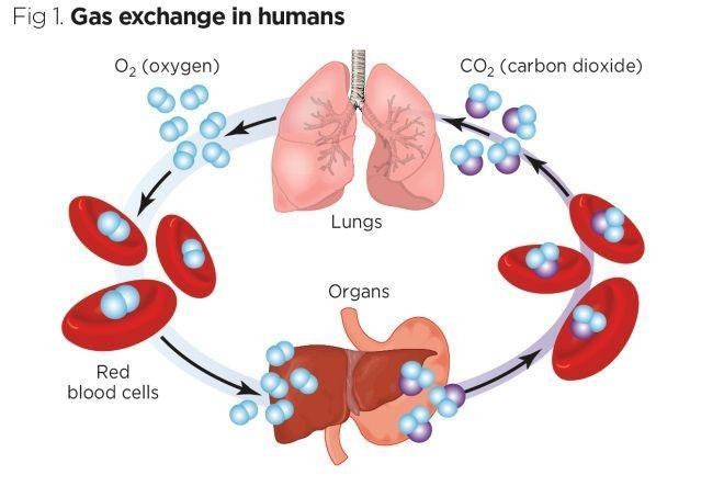 What do the human body cell do with the carbon dioxide-example-1