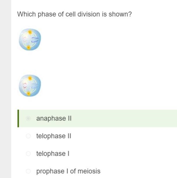 Answer soon pls Which phase of cell division is shown? Exploring mitosis. telophase-example-1