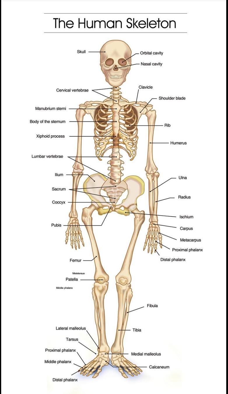 A diagram of a human skeleton. ​-example-1