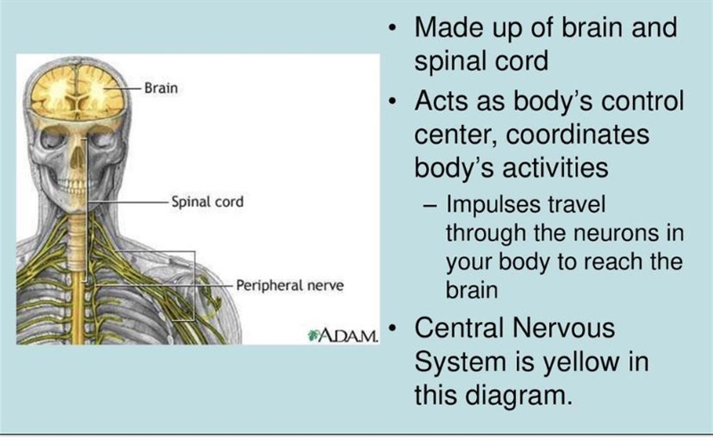 Which part of the body is the control center for the nervous system?-example-1