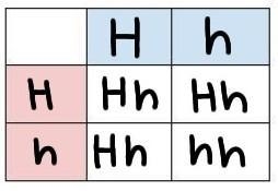 In purple people eaters , 2 horns are dominant and no horns is recessive . If a purple-example-1