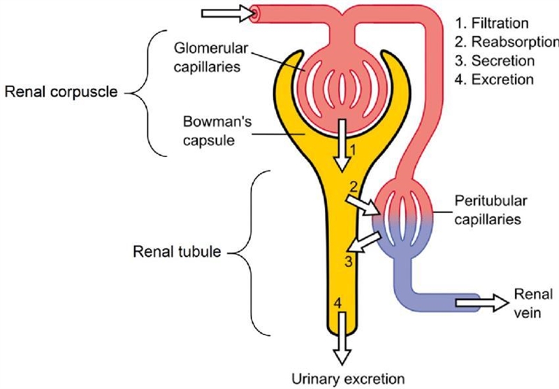 Which process is the first step in the formation of urine in the nephrons? O filtration-example-1