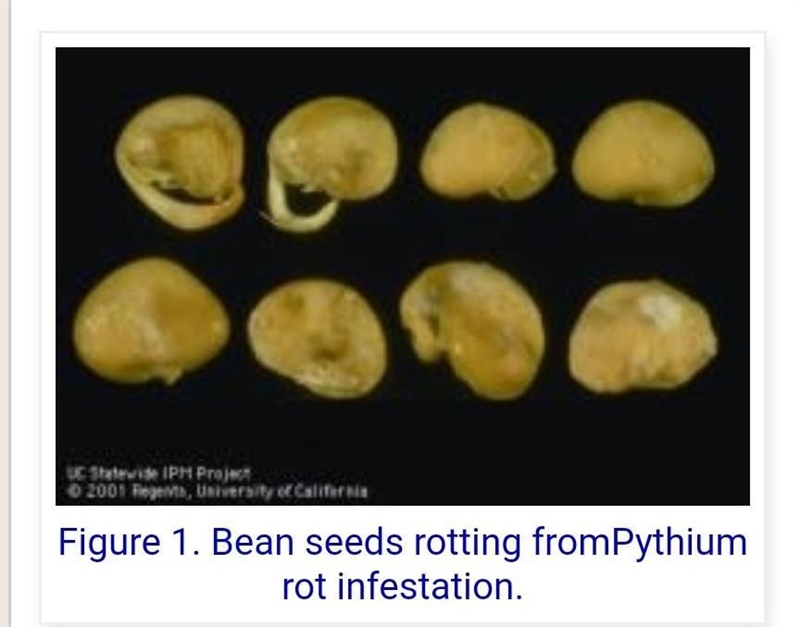 [LONG ANSWER] Two groups of cloned seeds from a lima bean plant are grown under two-example-2