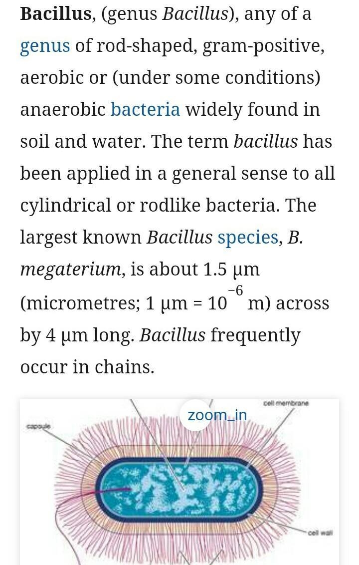 What common bacteria has bacillus and coccus?-example-1