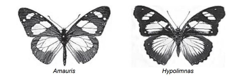 The drawings show two different species of butterfly. Both species can be eaten by-example-1