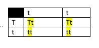 What is the probability for Tt x tt punnet square.​-example-1