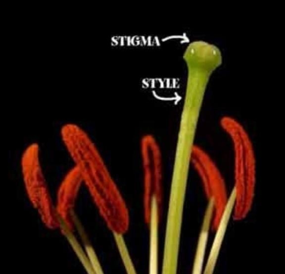 Whats stigma in a plant​-example-1