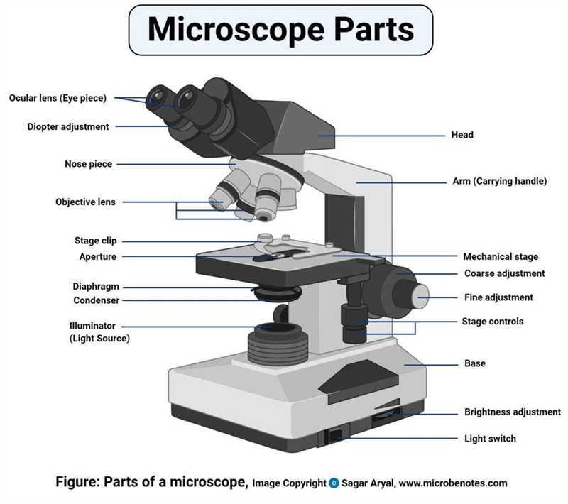 What are the different parts of a microscope?-example-1