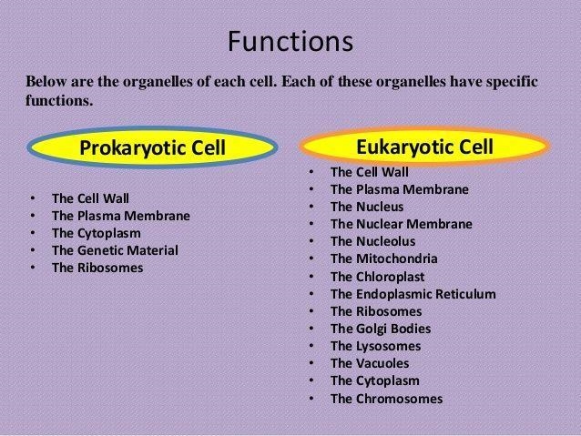 I need help with this please. Fill out the chart below comparing Prokaryotic and Eukaryotic-example-2