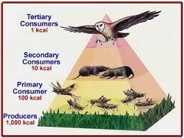 What percentage of energy is lost as you move up trophic levels?​-example-1