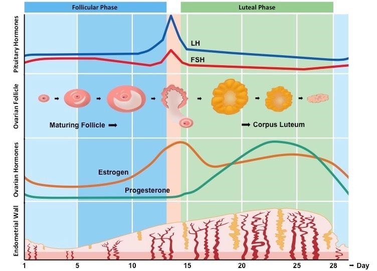 How do the four female hormones control the menstrual cycle-example-1