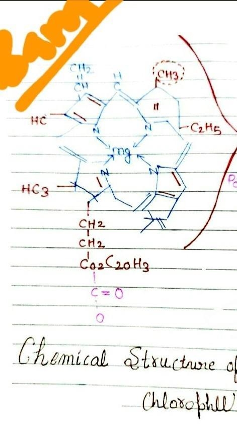 • What is chlorophyll ? ​-example-1