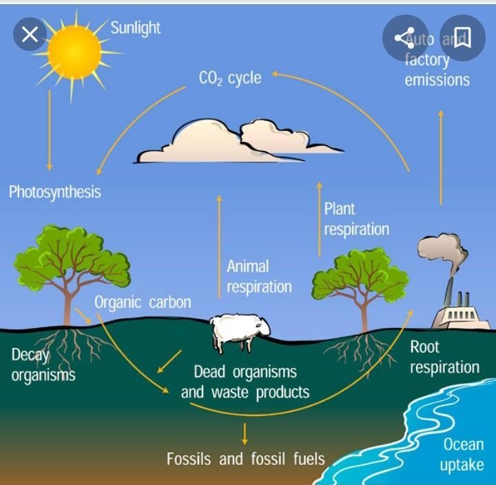 Natural combustion photosynthesis burning of fossil fuels animal respiration plant-example-1