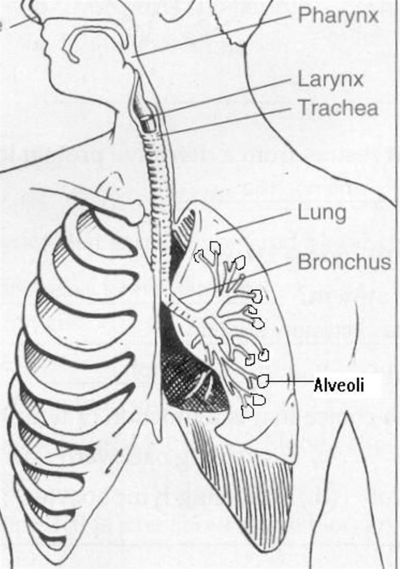 Biology it’s due today pls help-example-1