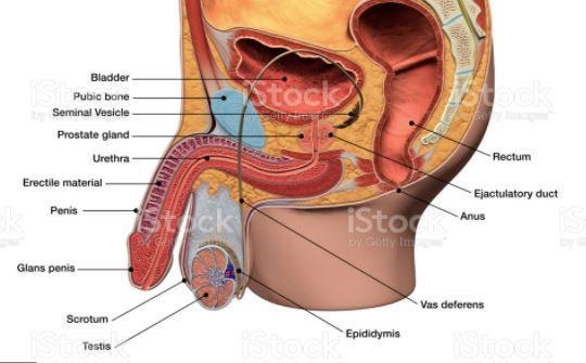 C 3 2 What are the names and functions of the structures labeled 1 and 2? O 1 - testicle-example-1