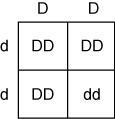 If Delray and his wife decide to have children, then which Punnett square correctly-example-4