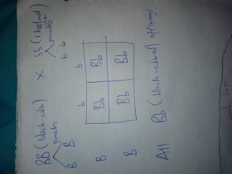 In horses, black coloring (B) is dominant, and chestnut coloring (b) is recessive-example-1