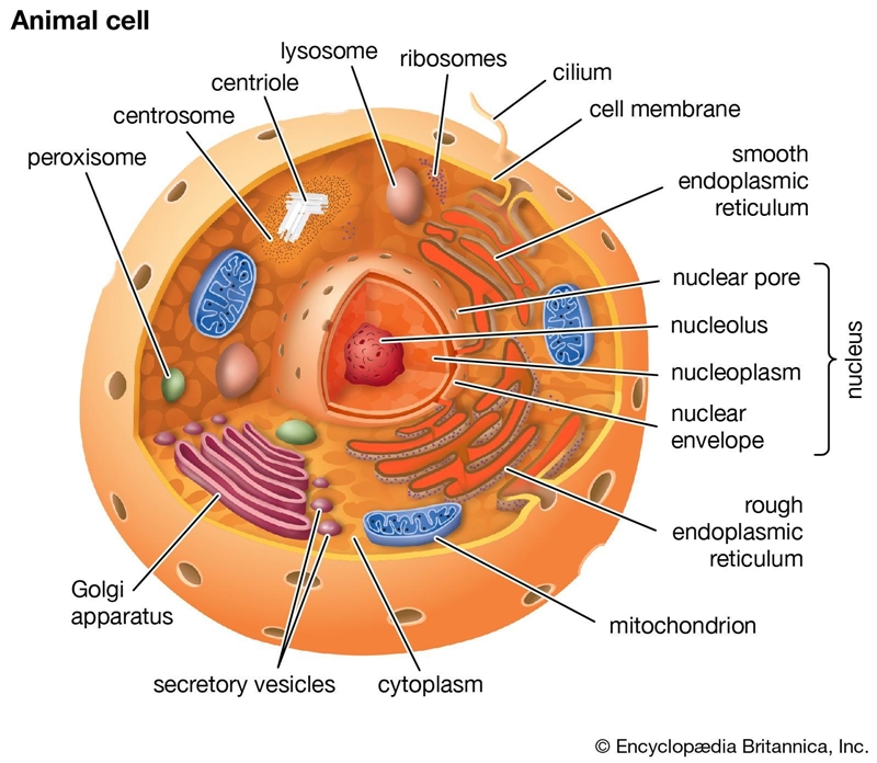 Think of an object, person place at home that functions similar to the vacuole.-example-1