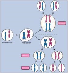 For this cell division, you can see that 4 daughter cells are made that have half-example-1