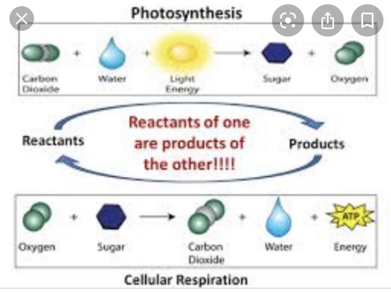 What are reactants of cellular respiration-example-1