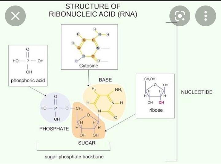 18. Explain how large, carbon-based molecules are formed-example-1