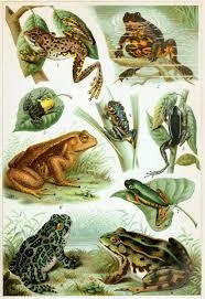 Which order of amphibian contains frogs and toads?-example-1