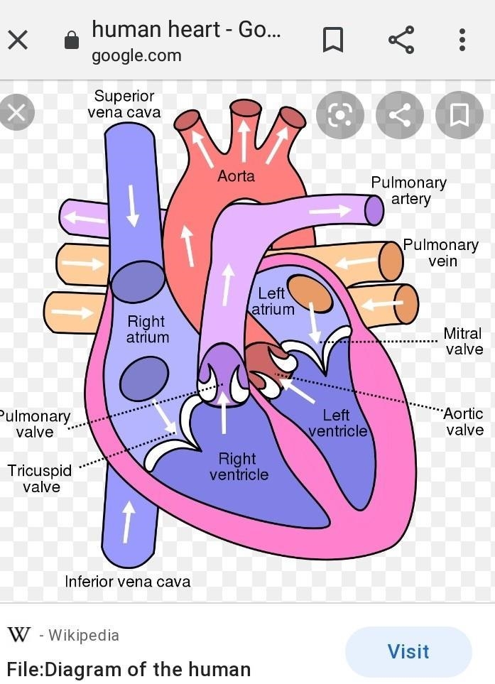 LABEL THE HEART 1-13 !-example-1