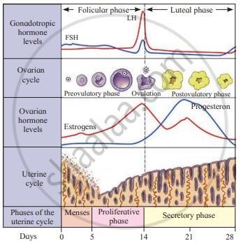 How do the four female hormones control the menstrual cycle-example-1