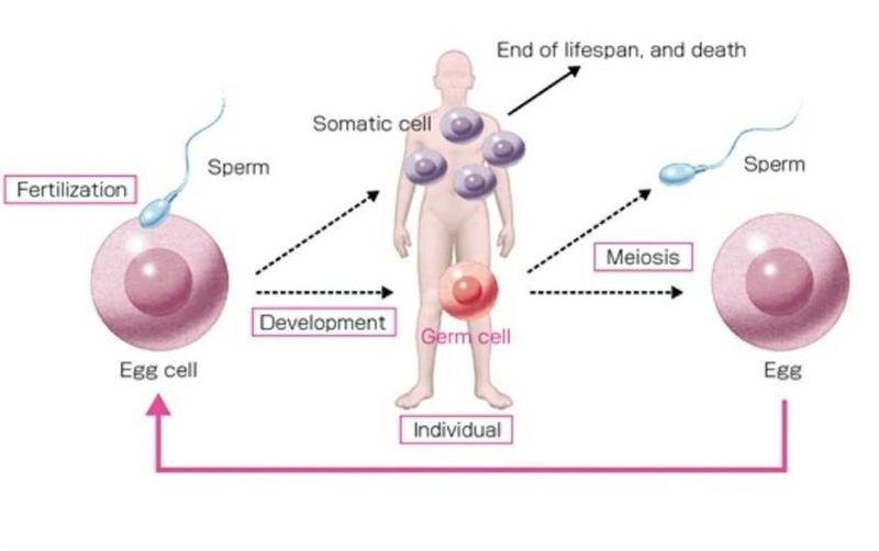 Somatic cells can also be called-example-1