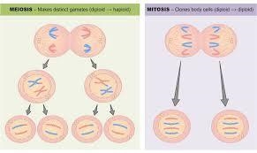 How are meiosis and mitosis different?-example-1