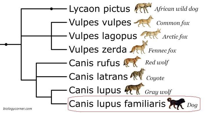 In some cases, a third name is given to the animal to indicate a SUBSPECIES. What-example-1