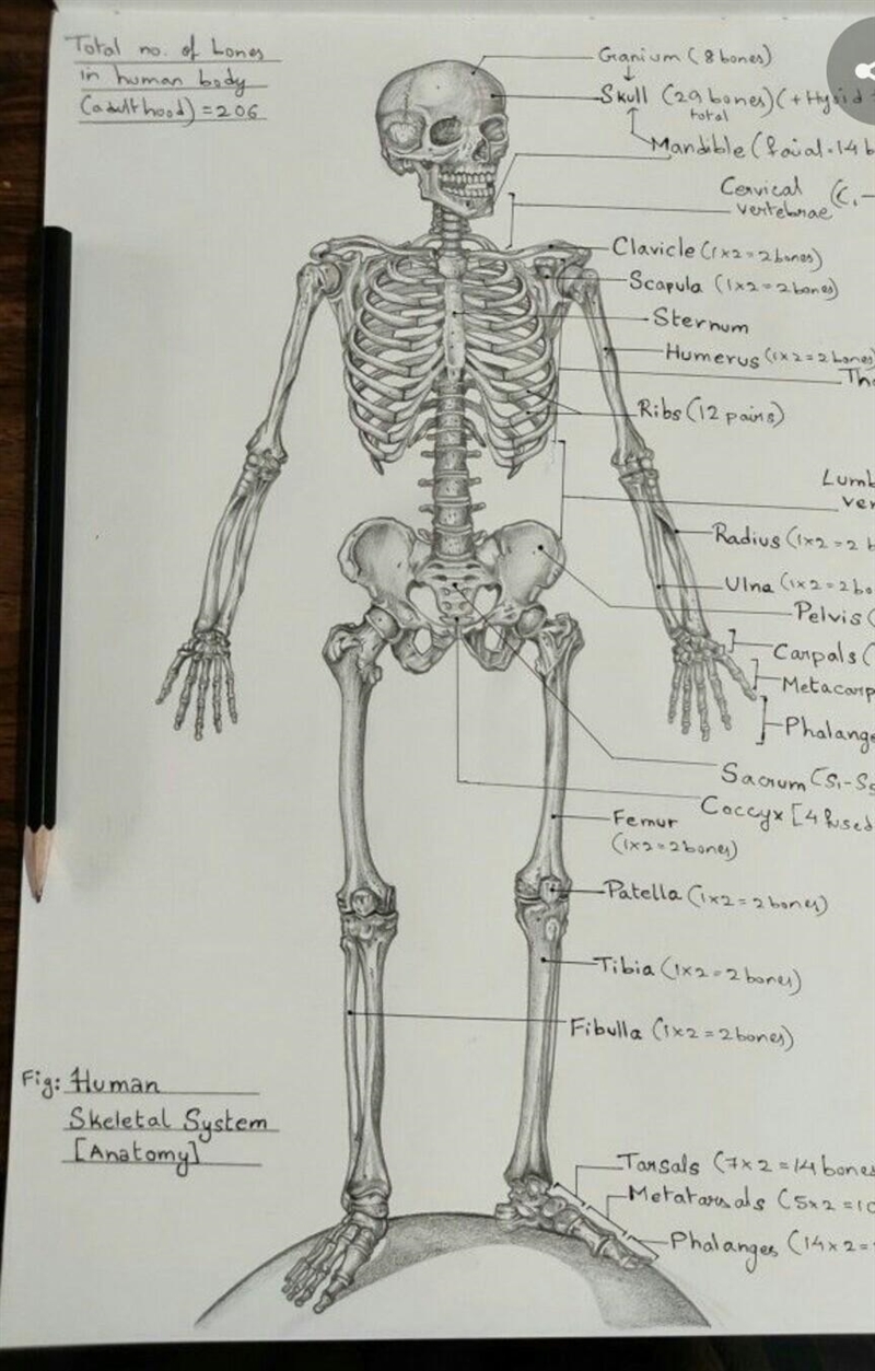 How to Draw skeletal system of human body please give me some concept to Draw it​-example-1