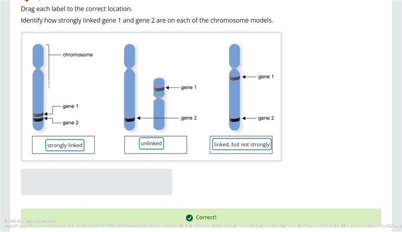 Identify how strongly linked gene 1 and gene 2 are on each of the chromosome models-example-1