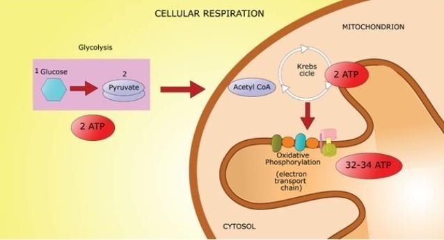 Figure 9-8 cellular respiration-example-1