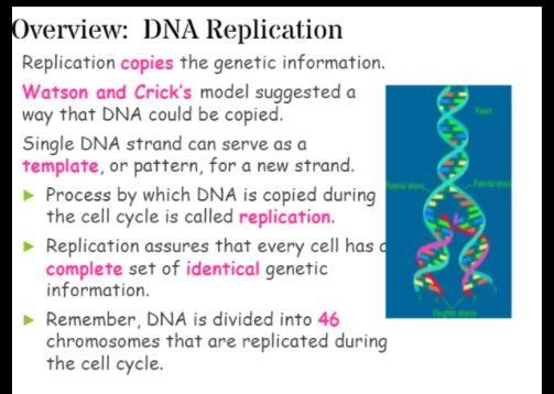 Which scientists helped to determine the shape of DNA-example-1