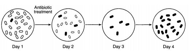 The diagram below represents some changes that took place in a bacterial population-example-1