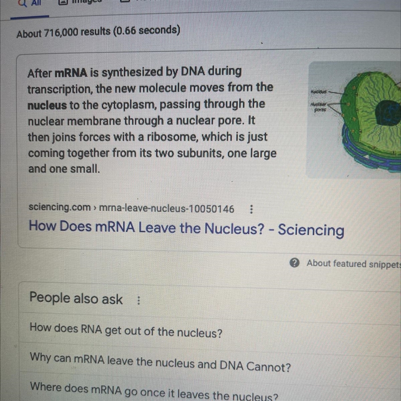 How does the mRNA leave the nucleus?-example-1