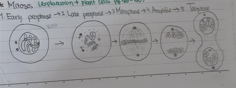 How does cell division help in growth and development of somatic cells and in gamete-example-1